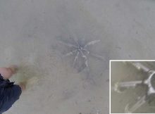 What Is This Unknown Metallic Underwater Object Shaped Like A Starfish Discovered In Rhode Island – What Is It?