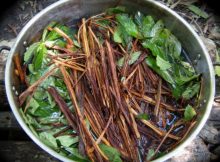 Ayahuasca: Hallucinogenic Brew Could Soon Be Legal And Used As Medicine