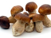 Some Mushrooms Prevent Aging And Improve Health