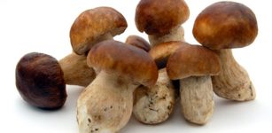 Some Mushrooms Prevent Aging And Improve Health
