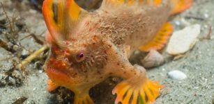 Red Handfish (Thymichthys politus) are found only off south east Tasmania and until last week only one remaining population of around 20-40 individuals had been identified.