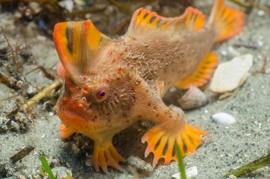 Red Handfish (Thymichthys politus) are found only off south east Tasmania and until last week only one remaining population of around 20-40 individuals had been identified.
