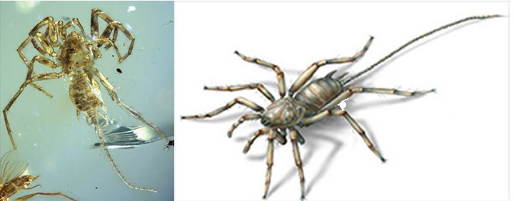 Left: The entire specimen in dorsal ventral view. Credit: KU; Right: Illustration of a remarkable arachnid from the mid-Cretaceous (approximately 100 million years ago) Burmese amber of Myanmar, which documents a key transition stage in spider evolution. Credit: Dinghua Yang