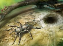 The new animal resembles a spider in having fangs, male pedipalps, four walking legs and silk-producing spinnerets at its rear. However, it also bears a long flagellum or tail. No living spider has a tail. Credit: Dinghua Yang