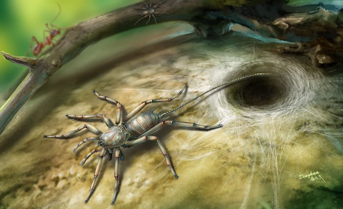 The new animal resembles a spider in having fangs, male pedipalps, four walking legs and silk-producing spinnerets at its rear. However, it also bears a long flagellum or tail. No living spider has a tail. Credit: Dinghua Yang