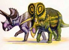 Triceratops and Styracosaurus dinosaurs evolved the elaborate frills and horns. But why did they do it?