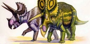 Triceratops and Styracosaurus dinosaurs evolved the elaborate frills and horns. But why did they do it?
