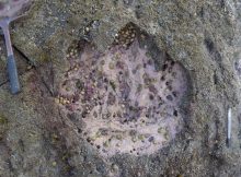 A series of rare dinosaur footprints discovered on the Isle of Skye, including this one made by a two-meter high sauropod, is helping experts establish details of an important period in dinosaur evolution. Image credit: Paige dePolo