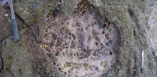 A series of rare dinosaur footprints discovered on the Isle of Skye, including this one made by a two-meter high sauropod, is helping experts establish details of an important period in dinosaur evolution. Image credit: Paige dePolo