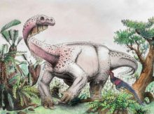 Meet Ledumahadi Mafube – New Giant Dinosaur That Roamed South Africa