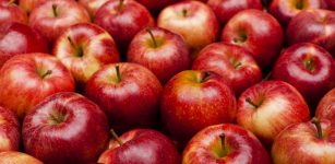 Why Eating Apples Is Healthy – Secrets Behind The ‘Miracle Fruit’