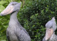 Incredible Giant Shoebill Stork Looks Like A Real Dinosaur