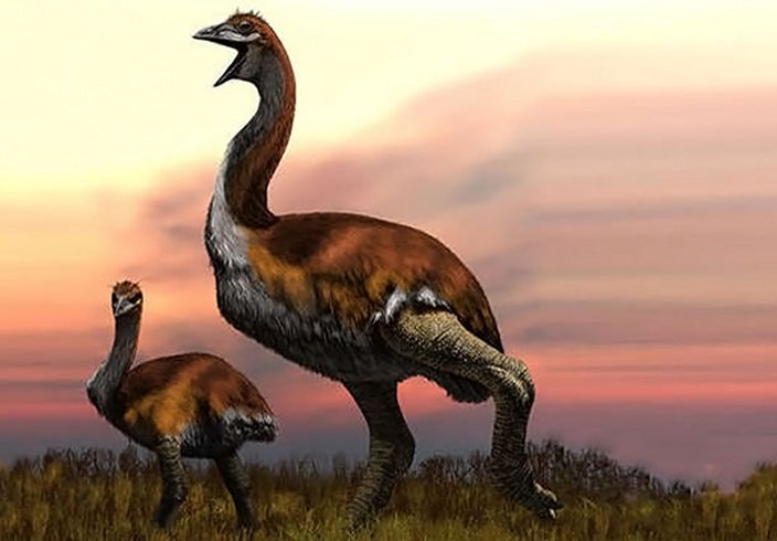 An artist’s illustration of the giant elephant bird. (c) Jaime Chirinos