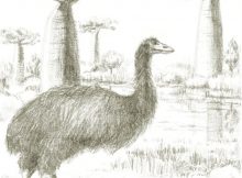 An artist’s illustration of the giant elephant bird. (c) Heidi Ma