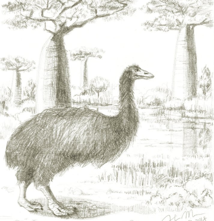 An artist’s illustration of the giant elephant bird. (c) Heidi Ma