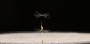 Dandelion Seeds Reveal Never-Before-Seen Form Of Flight