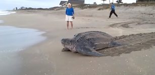 Giant Leatherback Sea Turtle – World’s Largest Sea Turtle Survived The Extinction Of The Dinosaurs
