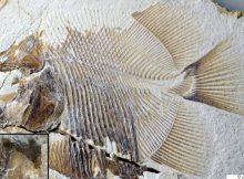 a new piranha-like fish from Jurassic seas with sharp, pointed teeth that probably fed on the fins of other fishes. From the time of dinosaurs and from the same deposits that contained Archaeopteryx, scientists recovered both this flesh-tearing fish and its scarred prey. Credit: M. Ebert and T. Nohl