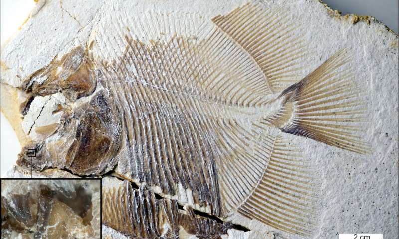 a new piranha-like fish from Jurassic seas with sharp, pointed teeth that probably fed on the fins of other fishes. From the time of dinosaurs and from the same deposits that contained Archaeopteryx, scientists recovered both this flesh-tearing fish and its scarred prey. Credit: M. Ebert and T. Nohl
