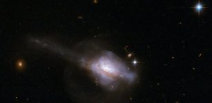 The galaxy UGC 5101 contains an active nucleus (AGN), a compact core that emits copious radiation and possible stimulates star formation. In this Hubble image, the tidal tail at the left suggests that the galaxy is actually a merging pair of galaxies. Astronomers studying how AGN influence their host galaxy's development have concluded that both grow together. NASA, ESA, the Hubble Heritage Team; STScI/AURA)-ESA/Hubble Collaboration and A. Evans University of Virginia, Charlottesville/NRAO/Stony Brook University