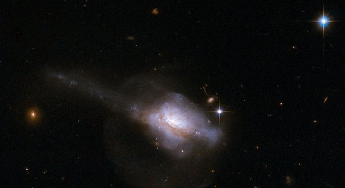 The galaxy UGC 5101 contains an active nucleus (AGN), a compact core that emits copious radiation and possible stimulates star formation. In this Hubble image, the tidal tail at the left suggests that the galaxy is actually a merging pair of galaxies. Astronomers studying how AGN influence their host galaxy's development have concluded that both grow together. NASA, ESA, the Hubble Heritage Team; STScI/AURA)-ESA/Hubble Collaboration and A. Evans University of Virginia, Charlottesville/NRAO/Stony Brook University