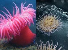 Sea Creature Actinia Inspires Scientists How To Rid Water Of Contaminants