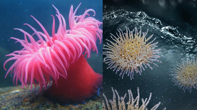Sea Creature Actinia Inspires Scientists How To Rid Water Of Contaminants