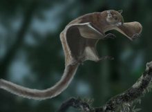 World’s Oldest Flying Squirrel Fossil Discovered