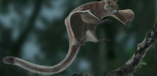 World’s Oldest Flying Squirrel Fossil Discovered