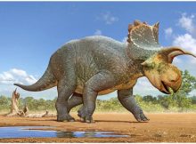 Credit: Crittendeceratops restoration by Sergey Krasovskiy