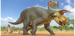 Credit: Crittendeceratops restoration by Sergey Krasovskiy