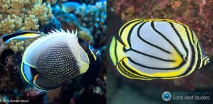Two closely related species living together need different colors to stand out. The Reticulated Butterflyfish (Chaetodon reticulatus; left) and Meyer's Butterflyfish (Chaetodon meyeri; right) are close relatives that have overlapping ranges in the Indo-Pacific and are both found on the Great Barrier Reef. Despite only being separate species for less than a million years (a blink of an eye in evolutionary time), they have evolved very different color patterns making them stand apart from each other on reefs where they are both found. Credit: Tane Sinclair-Taylor