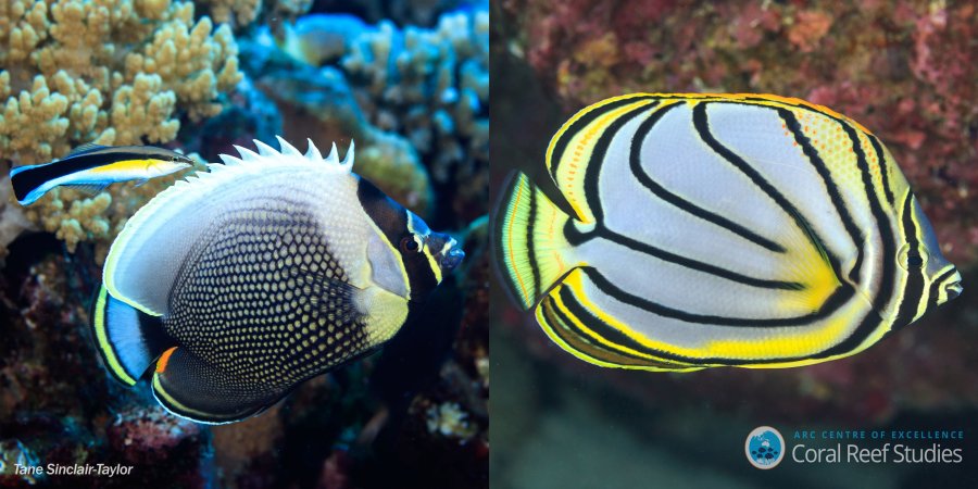 Two closely related species living together need different colors to stand out. The Reticulated Butterflyfish (Chaetodon reticulatus; left) and Meyer's Butterflyfish (Chaetodon meyeri; right) are close relatives that have overlapping ranges in the Indo-Pacific and are both found on the Great Barrier Reef. Despite only being separate species for less than a million years (a blink of an eye in evolutionary time), they have evolved very different color patterns making them stand apart from each other on reefs where they are both found. Credit: Tane Sinclair-Taylor