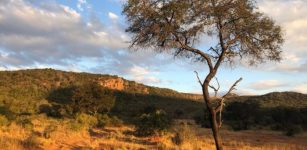 Limpopo province in South Africa-- a semi-arid region shown to have reduced carbon uptake due to soil moisture anomalies. This negative trend is expected to continue through the 21st century. Credit: Julia K Green/Columbia Engineering