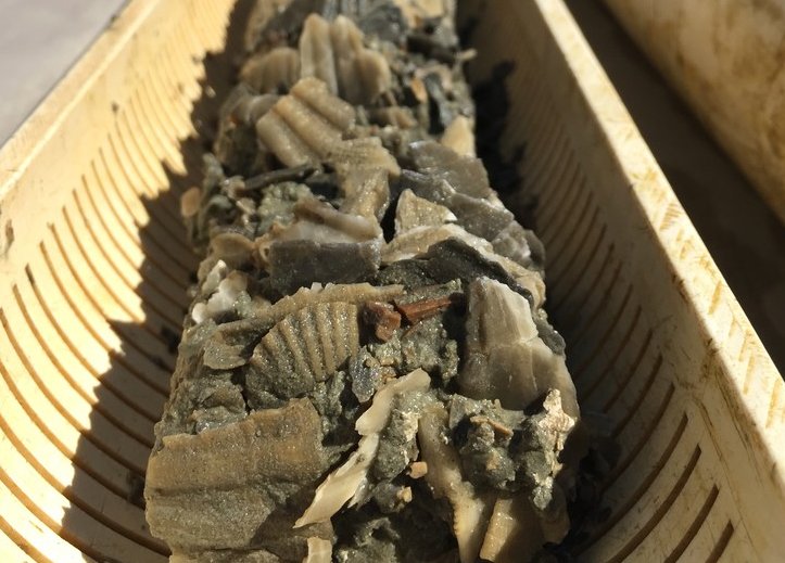 Fossiliferous core from a drilling site in Maryland. IMAGE: ROSIE OAKES / PENN STATE