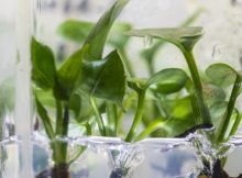 Pothos Ivy – This Plant Can Clean Your Home's Air