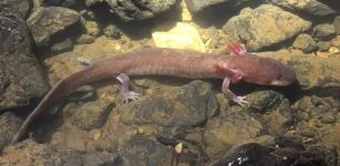 The largest specimen of Berry Cave Salamander measures 9.3 inches. Photo by Nicholas Gladstone.