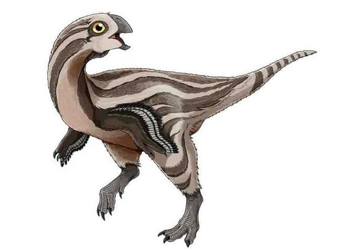 Gobiraptor reconstruction. Credit: Do Yoon Kim (2019)