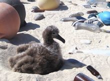 An albatross chick sits along a white sand beach at the Midway Atoll Wildlife Refuge amid plastic that covers the area even though it is not inhabited by humans. It is evidence of a global plastic problem. A new chemical conversion process developed by Purdue University researchers could transform the world’s polyolefin waste, a form of plastic, into useful products, such as clean fuels and other items. (NOAA photo)