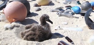 An albatross chick sits along a white sand beach at the Midway Atoll Wildlife Refuge amid plastic that covers the area even though it is not inhabited by humans. It is evidence of a global plastic problem. A new chemical conversion process developed by Purdue University researchers could transform the world’s polyolefin waste, a form of plastic, into useful products, such as clean fuels and other items. (NOAA photo)