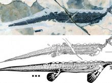 Newly discovered fossils from China show a swimming reptile with a small head, tiny eyes and a bill similar to a modern duck-billed platypus. Like the platypus, Eretmorhipis carrolldongi probably used its bill to hunt by touch. Credit: Long Cheng, et al, Scientific Reports 2019 (Creative Commons 4.0)