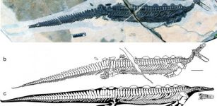 Newly discovered fossils from China show a swimming reptile with a small head, tiny eyes and a bill similar to a modern duck-billed platypus. Like the platypus, Eretmorhipis carrolldongi probably used its bill to hunt by touch. Credit: Long Cheng, et al, Scientific Reports 2019 (Creative Commons 4.0)