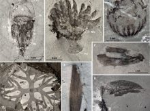 New soft-bodied taxa from the Qingjiang biota