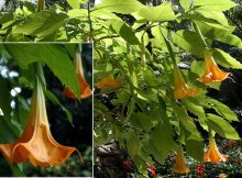 Angels trumpet