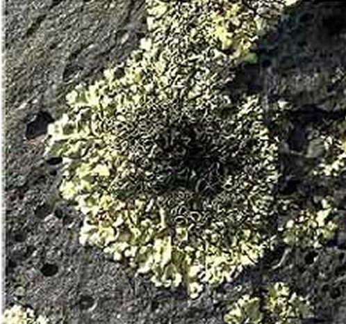 Lichens - Photo Credits: NPS
