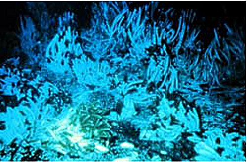 Thermophilic, or heat-loving bacteria live. Photo Credits:OAR/National Undersea Research Program -NURP