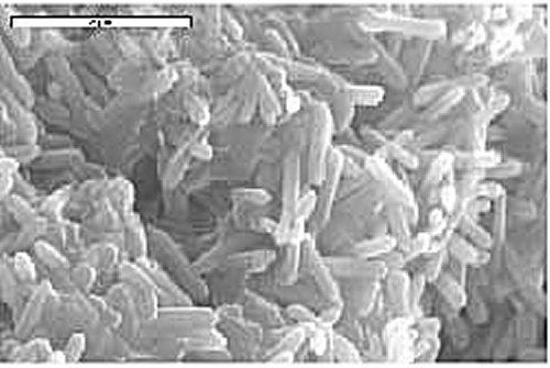 Rod-shaped bacteria loves sulfur! Photo Credits: Michael N. Spilde. Universitry of New Mexico