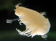 Amphipods Have Aluminum Suits Of Armor To Survive In Dangerous Underwater Environment