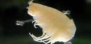 Amphipods Have Aluminum Suits Of Armor To Survive In Dangerous Underwater Environment