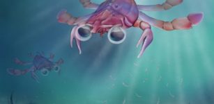 Meet Callichimaera Perplexa - The Strangest Crab Of All Time – Unusual But Cute